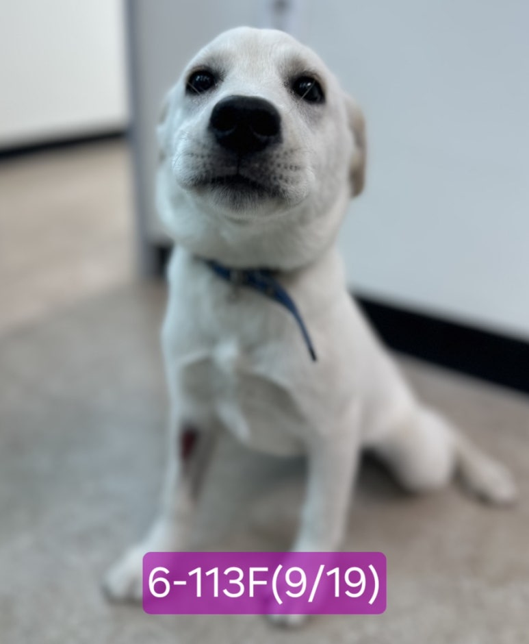 보호 중인 믹스견