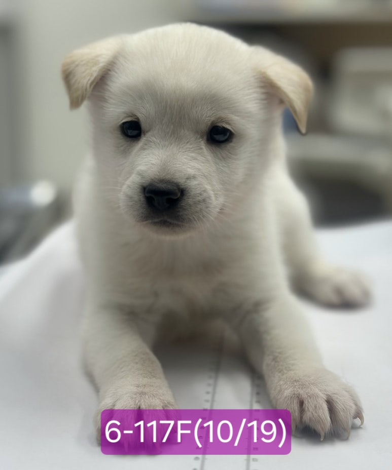 보호 중인 믹스견