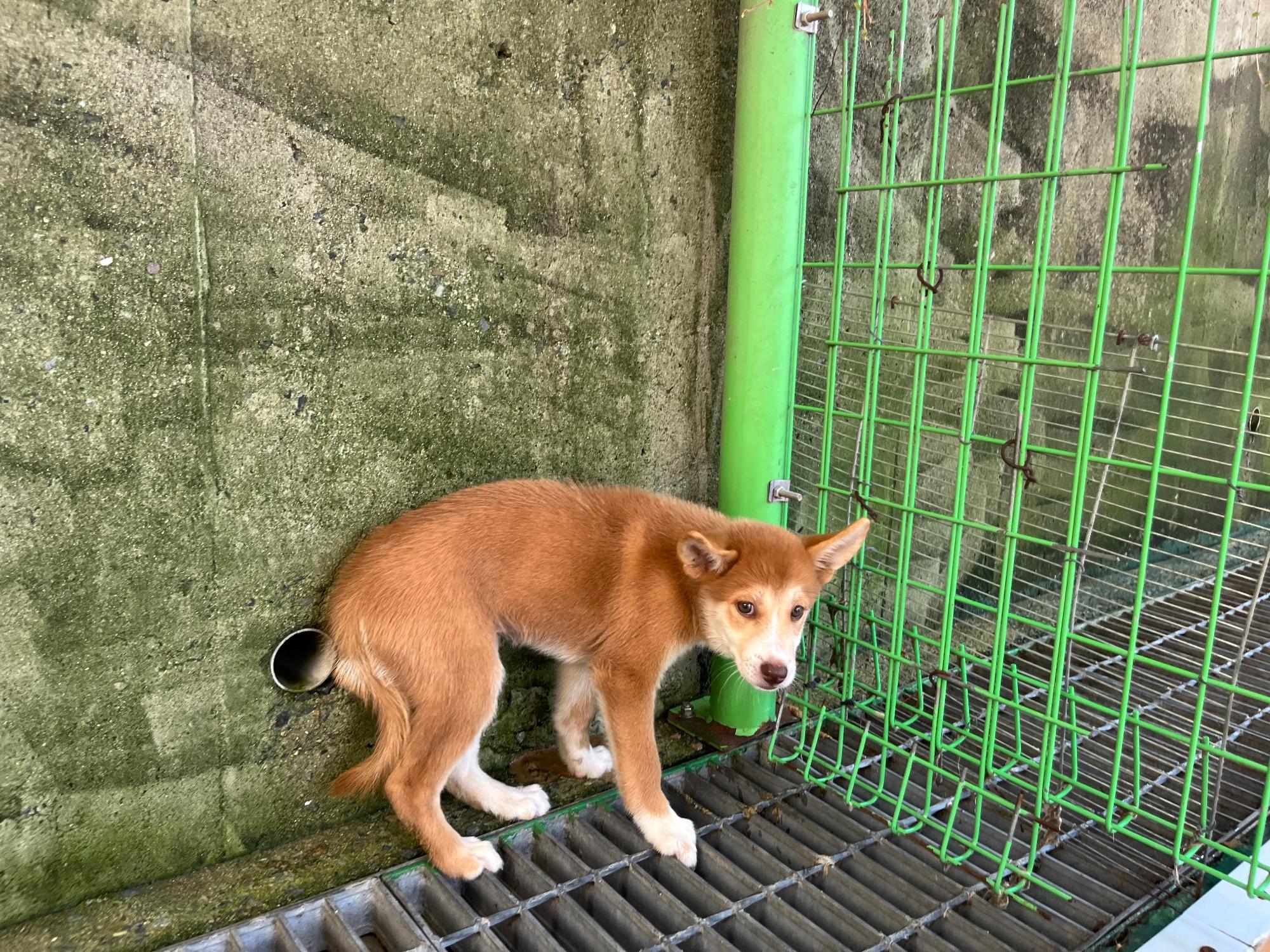 보호 중인 믹스견