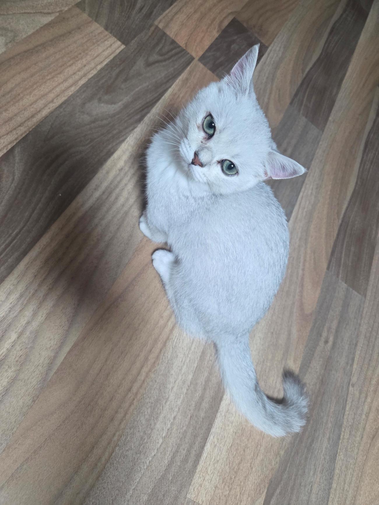 보호 중인 믹스묘