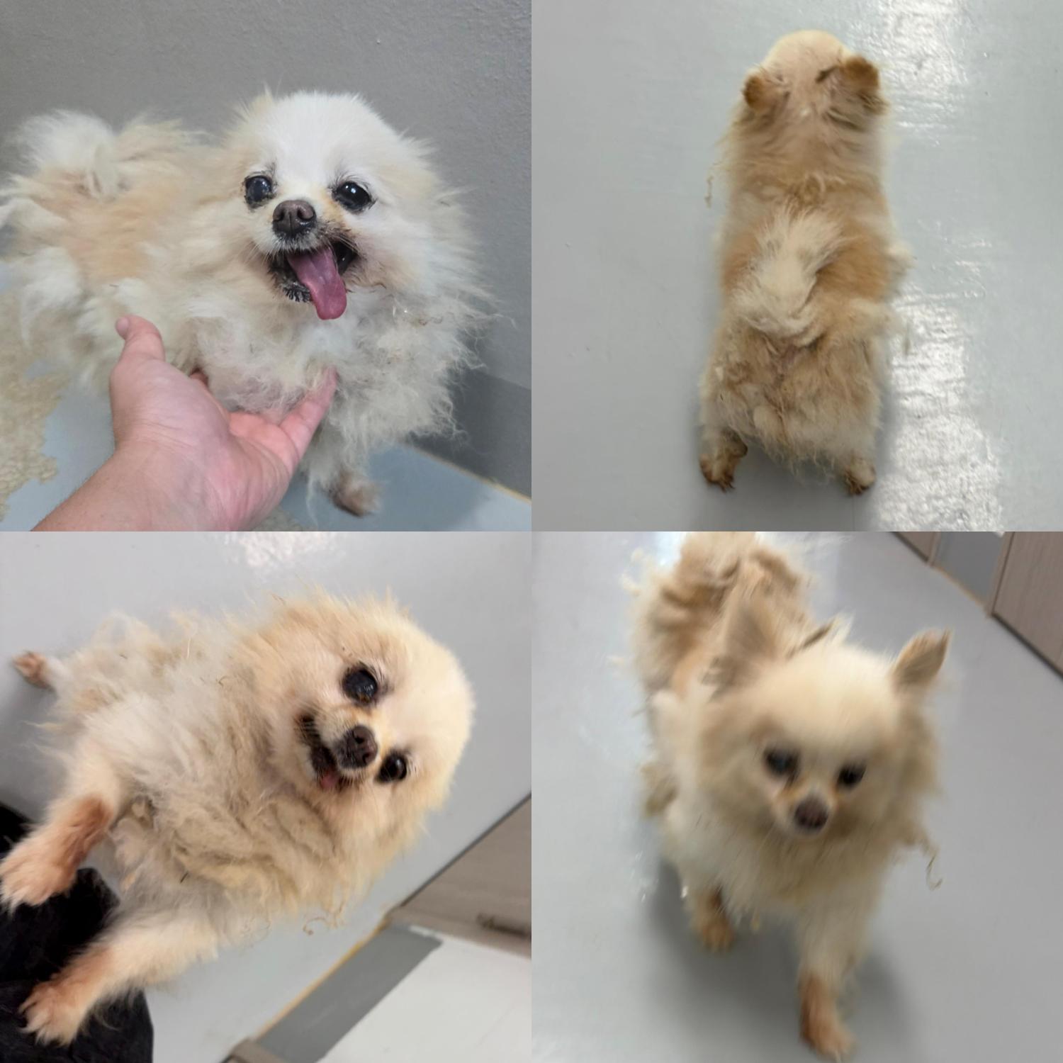 보호 중인 포메라니안