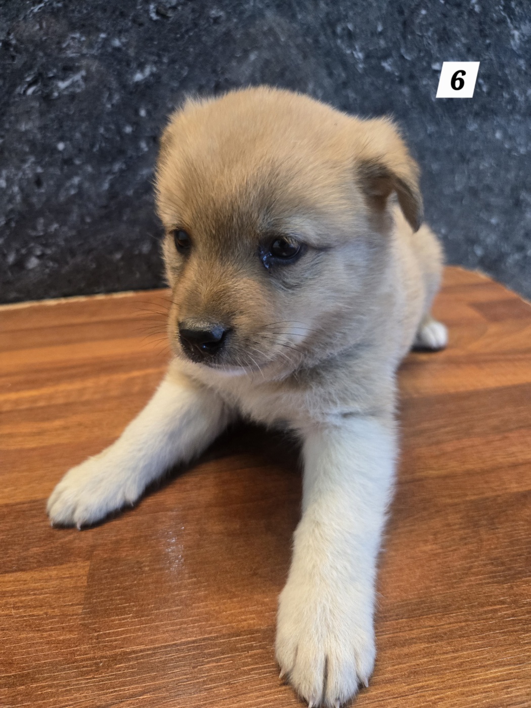 보호 중인 믹스견