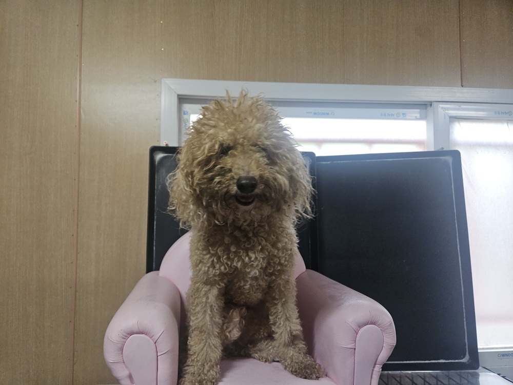 보호 중인 푸들