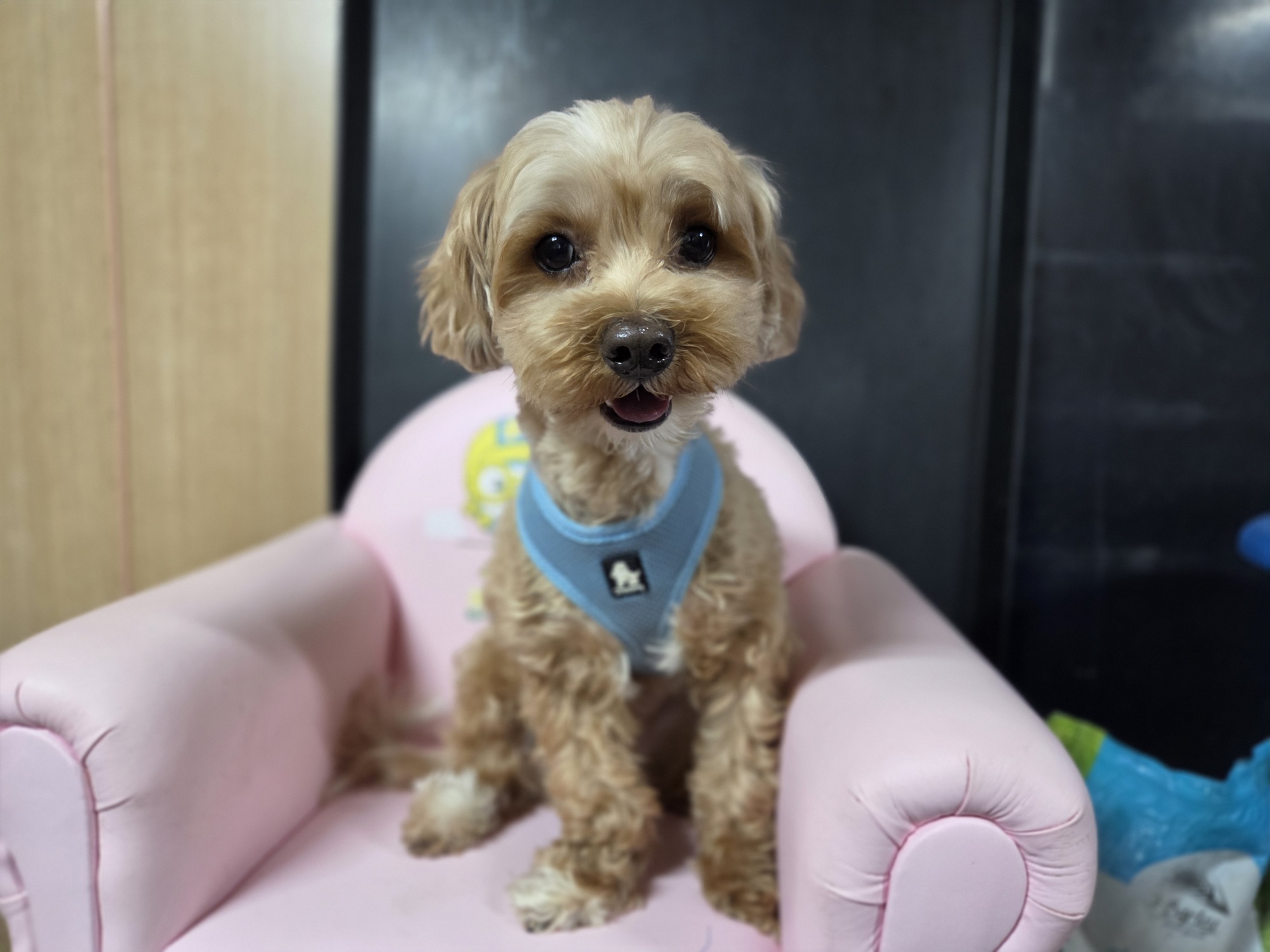 보호 중인 말티푸
