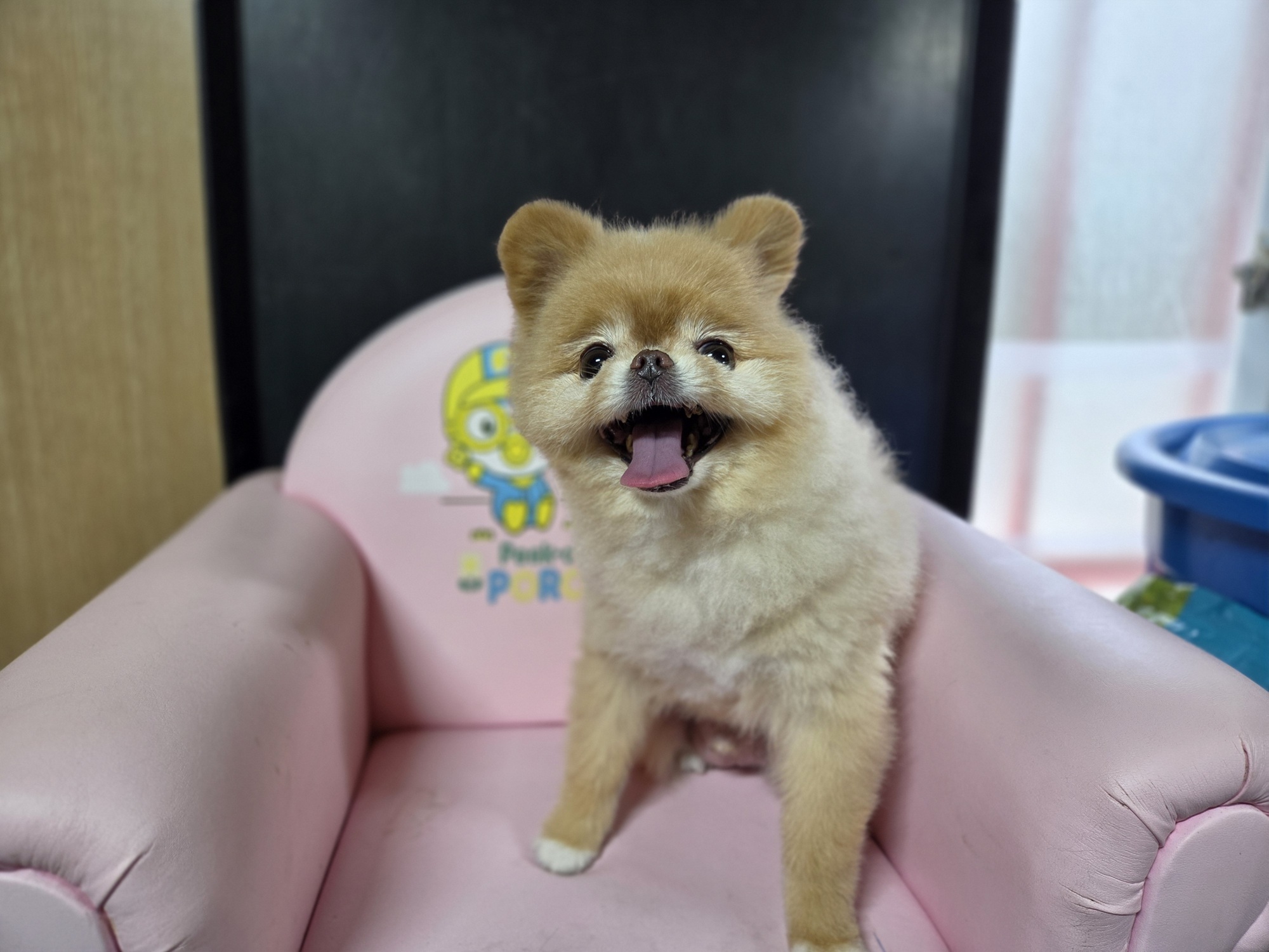 보호 중인 포메라니안