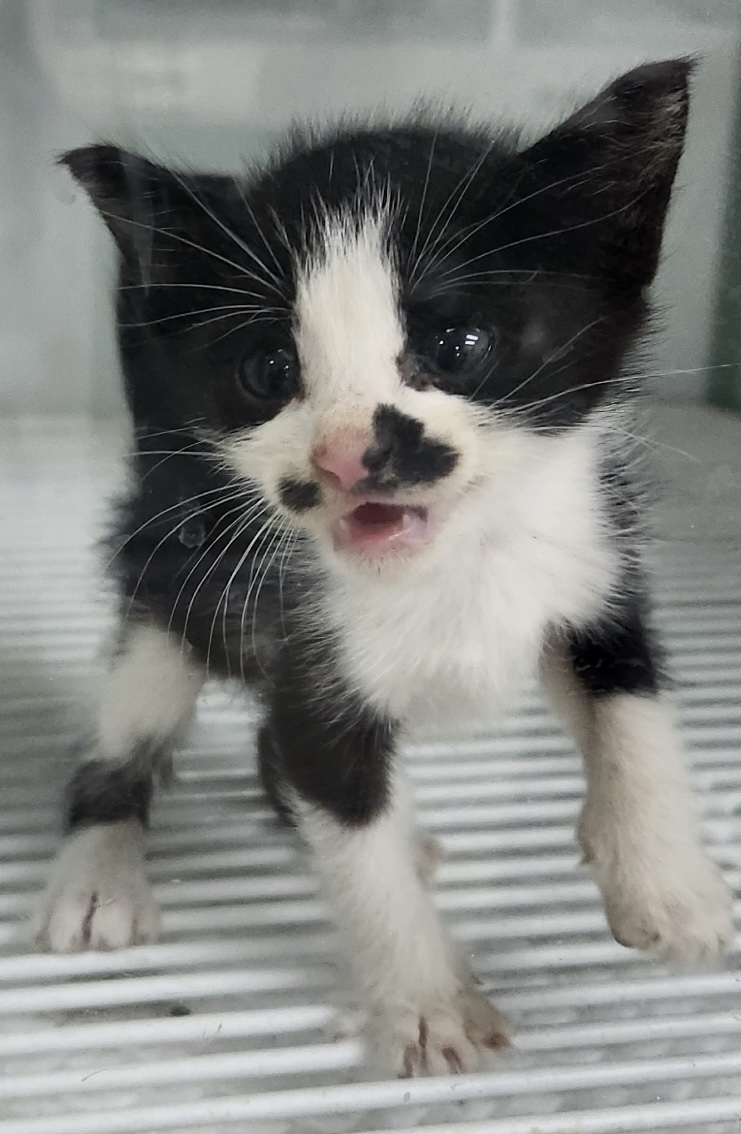 보호 중인 한국 고양이