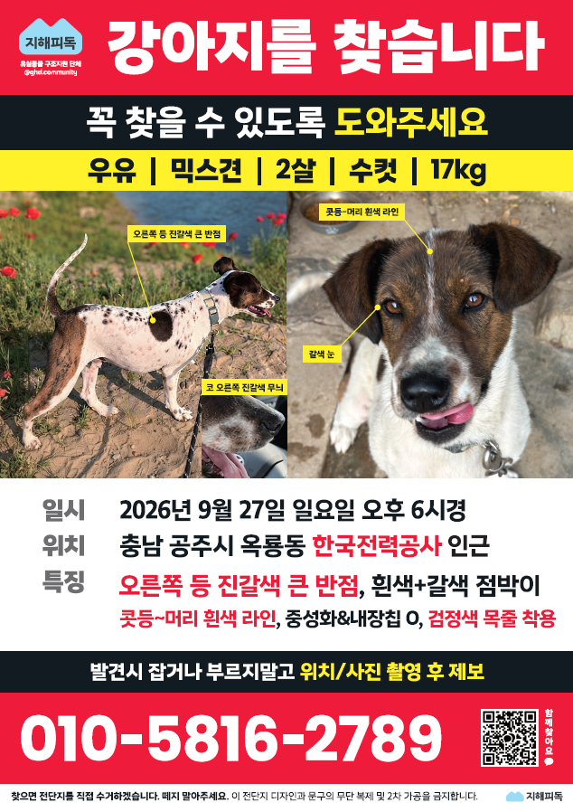 실종 믹스견