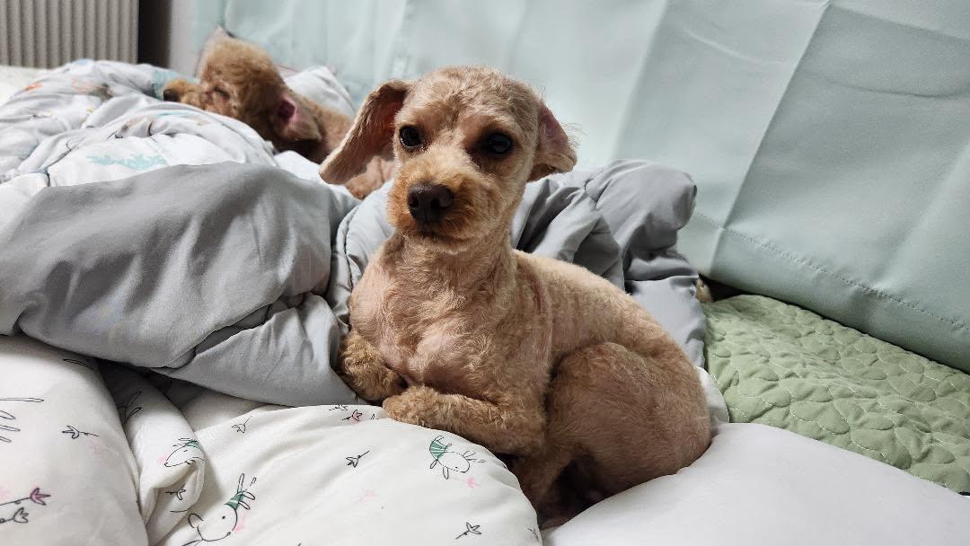 실종 푸들