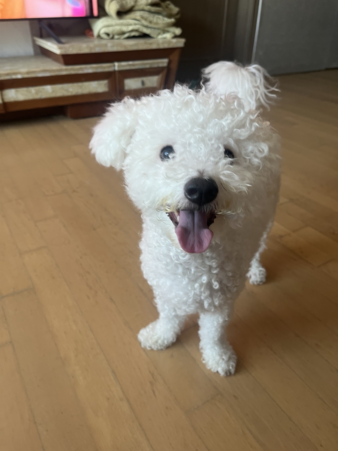 실종 비숑 프리제