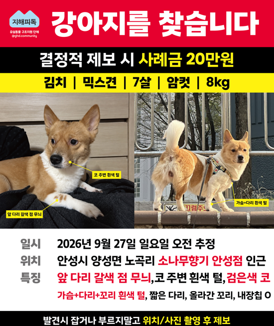 실종 믹스견