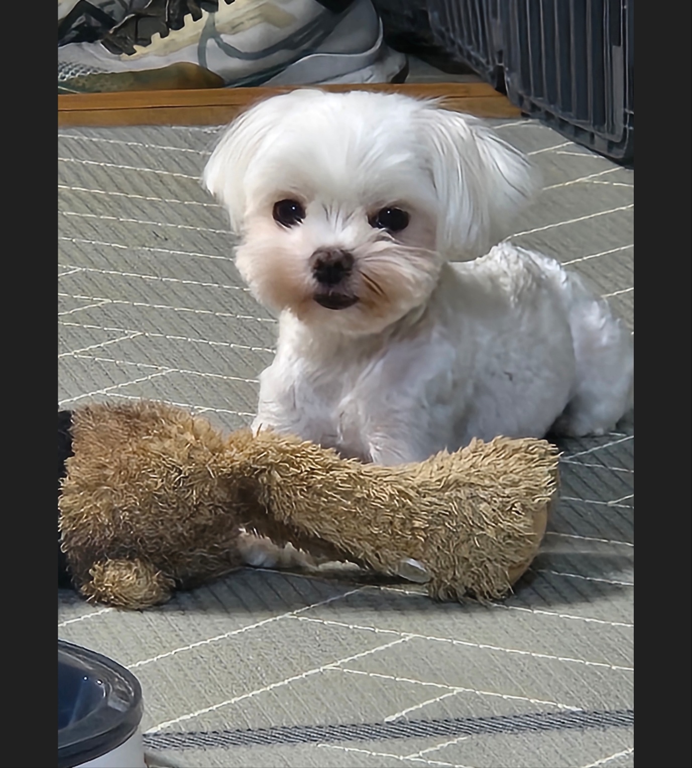 실종 말티즈