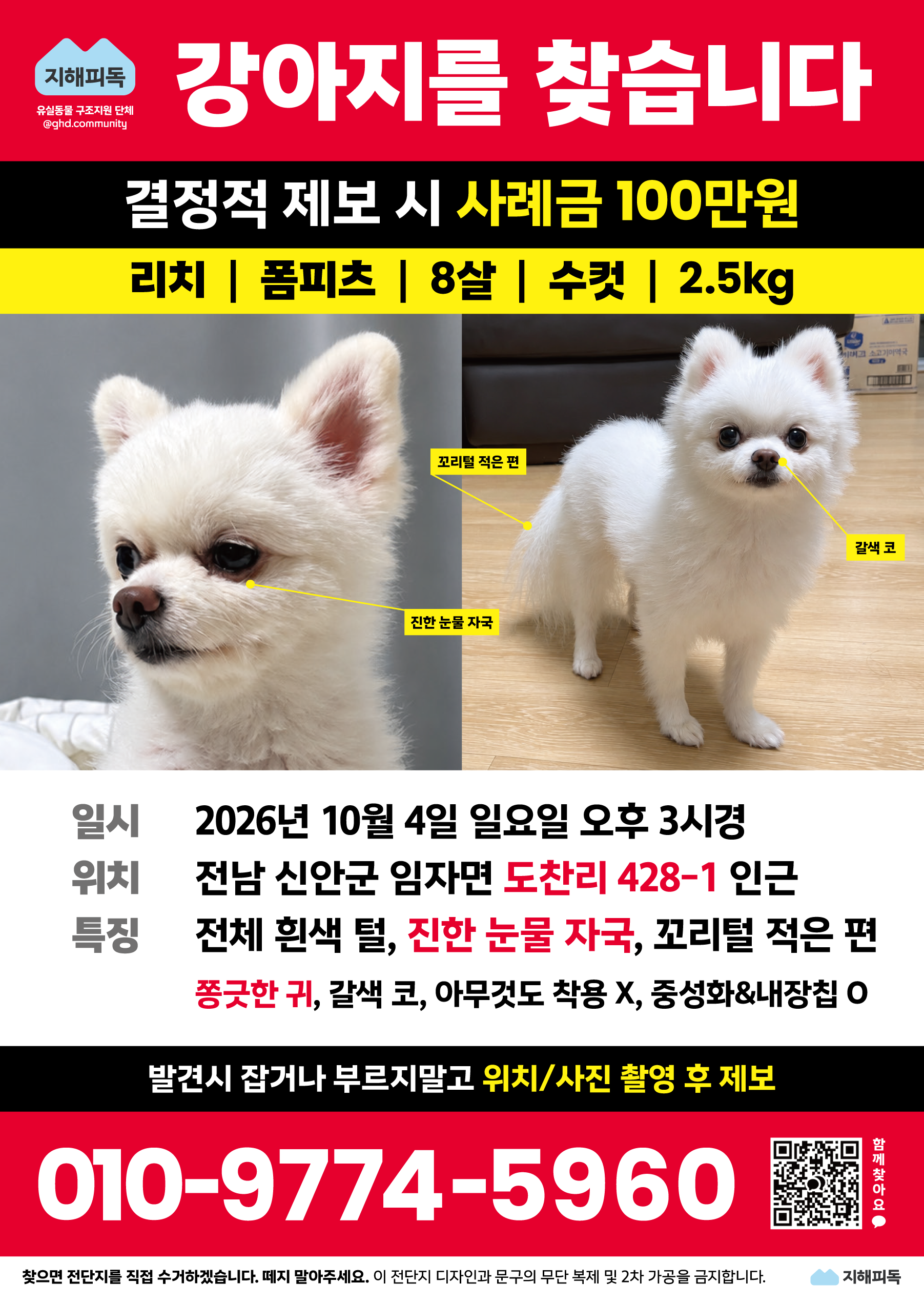실종 포메라니안
