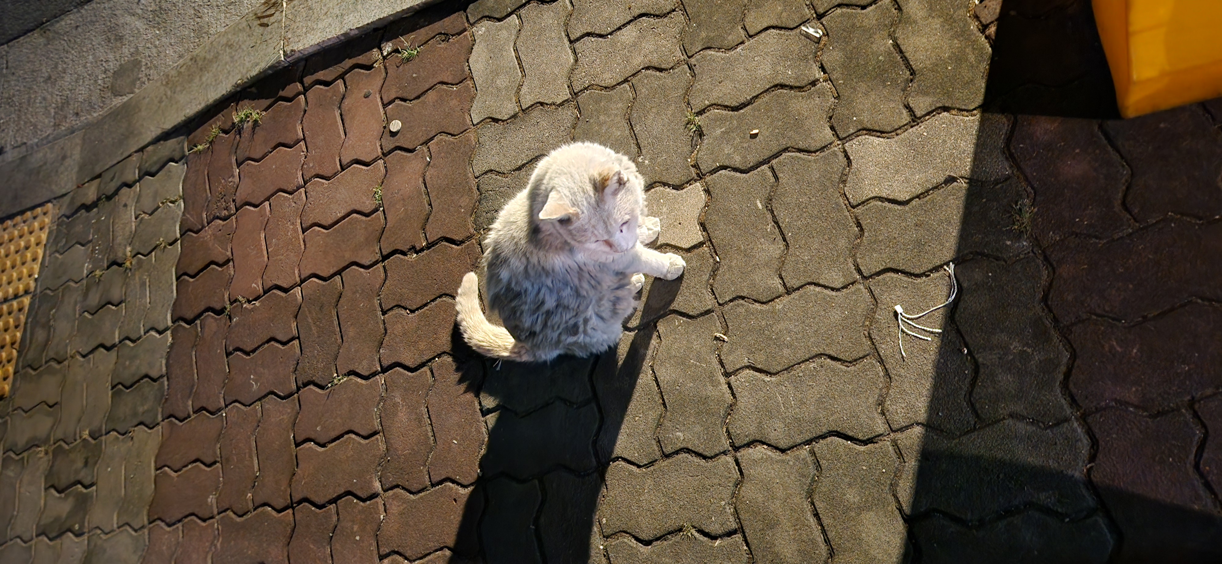 실종 고양이