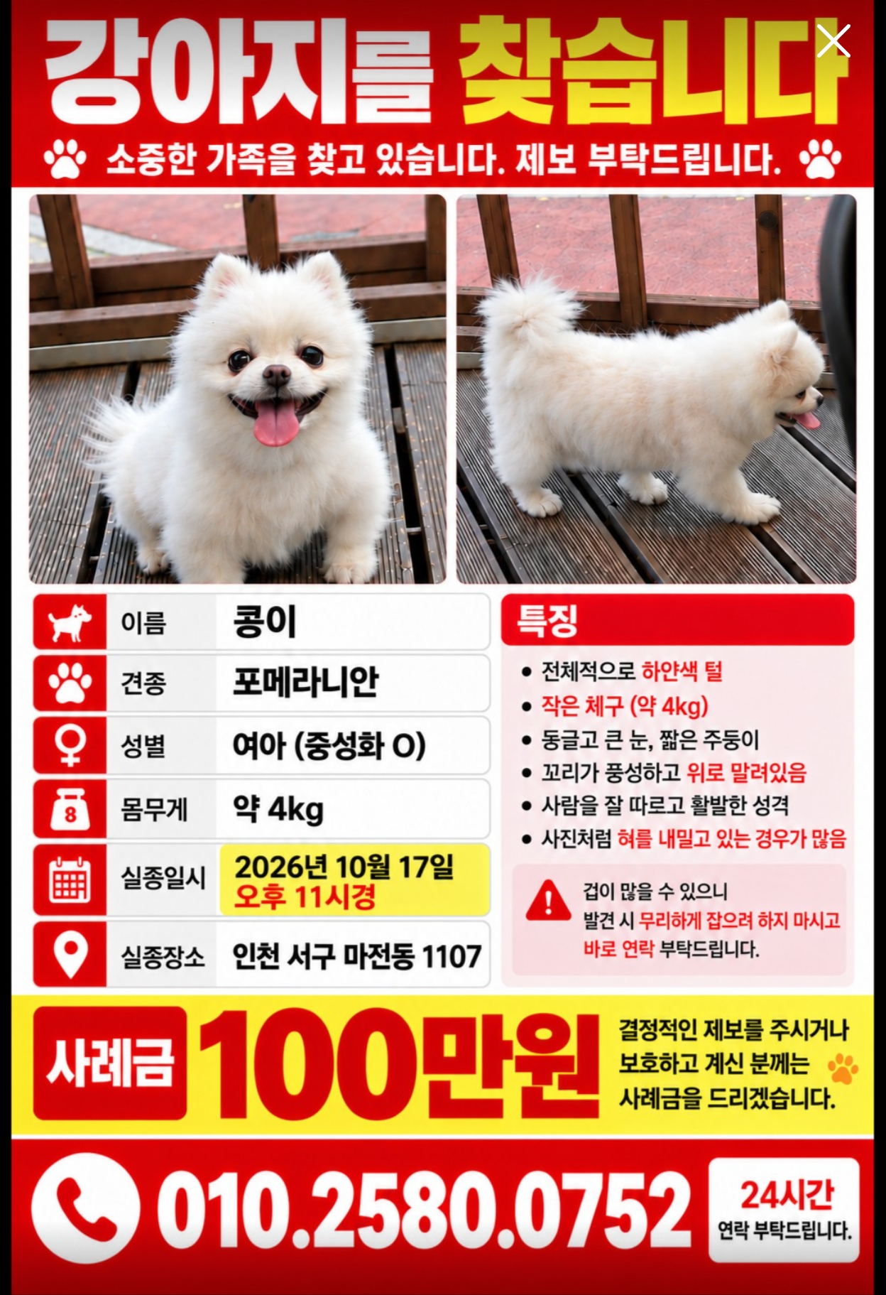 실종 포메라니안
