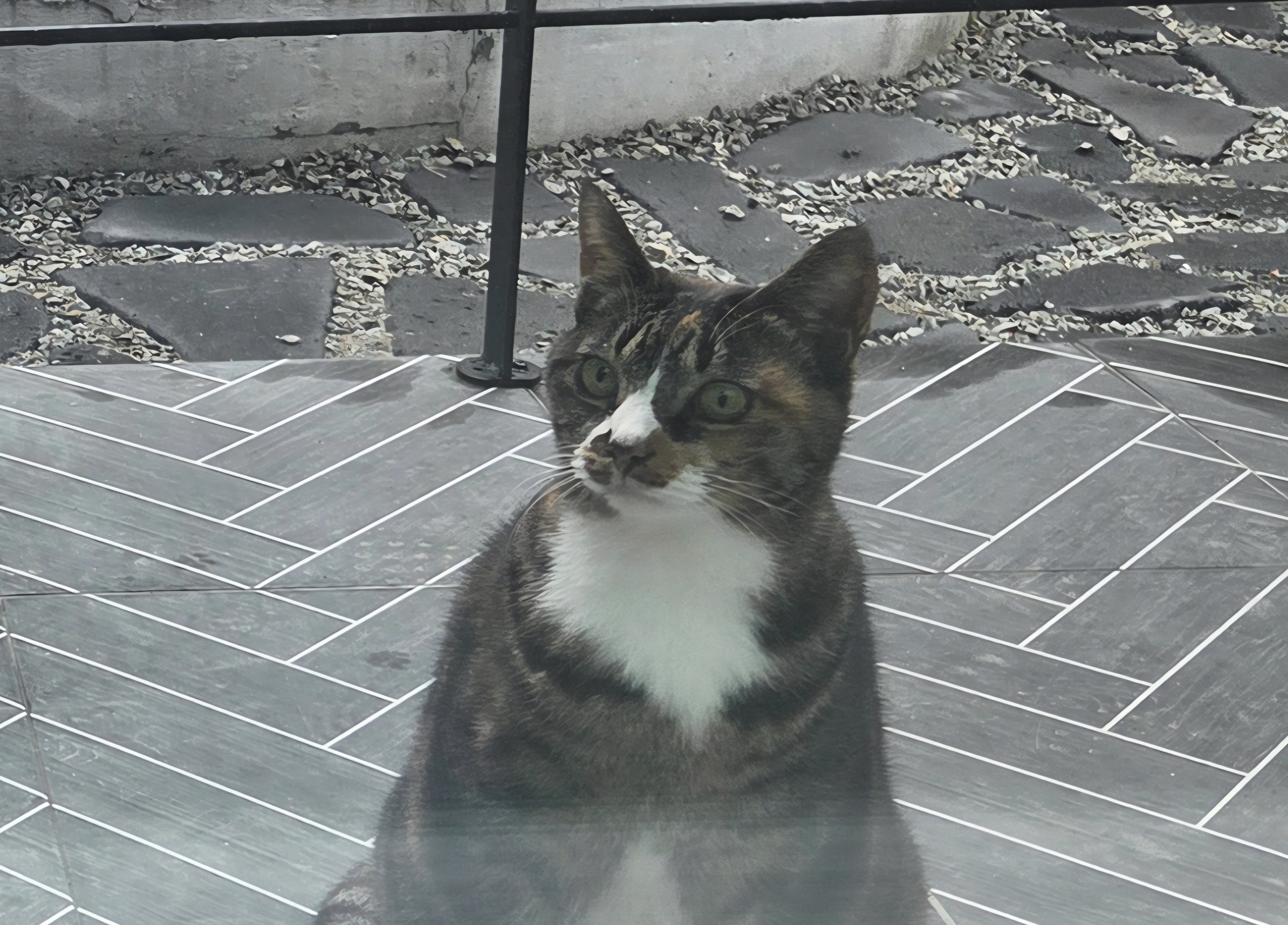 실종 한국 고양이