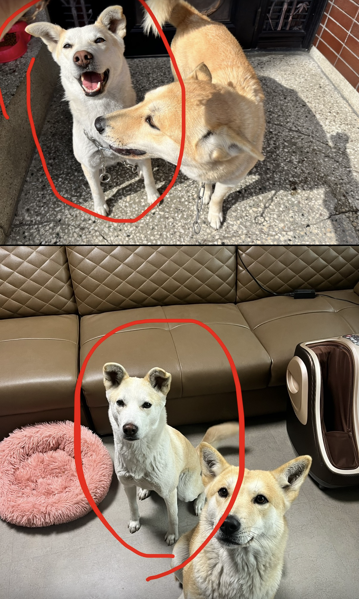 실종 진도견