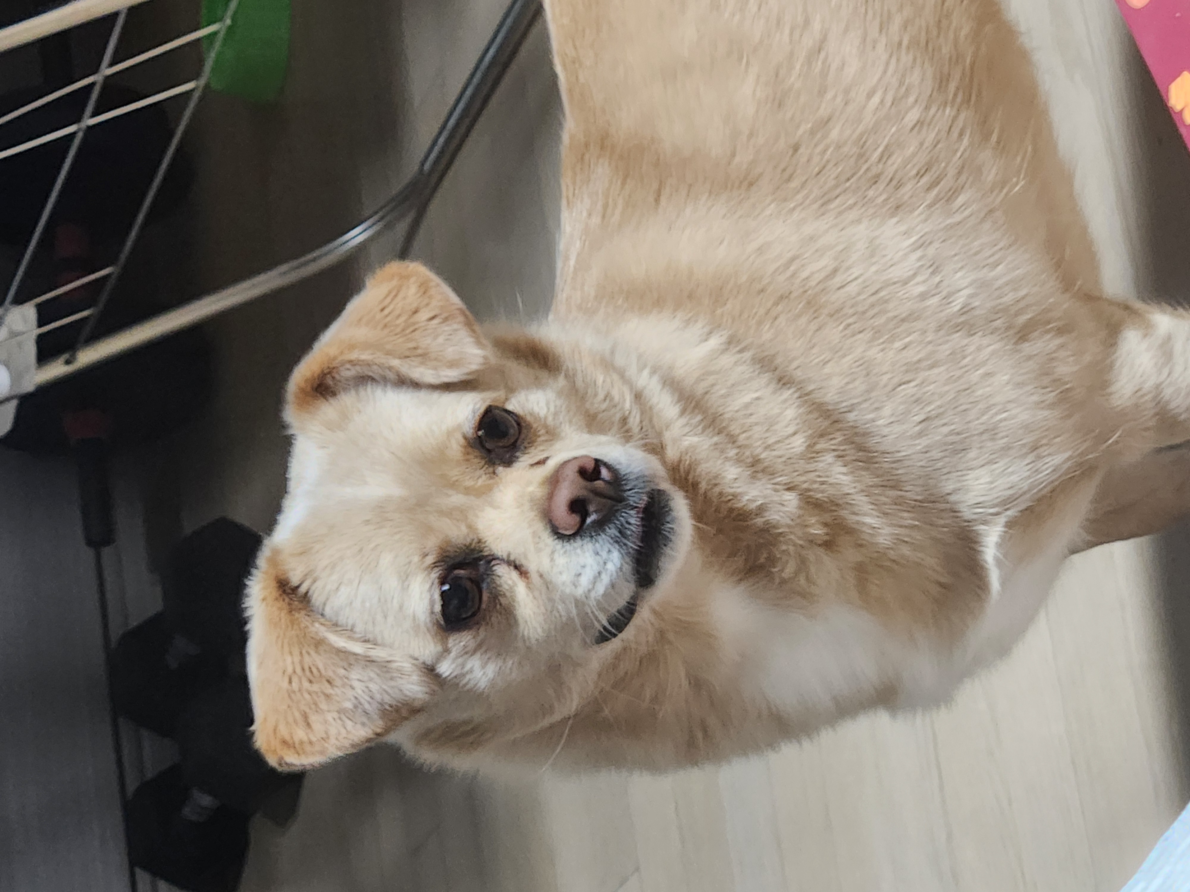 실종 믹스견