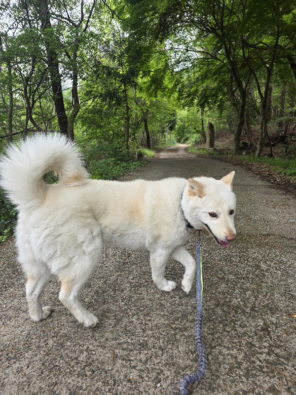 실종 진도견