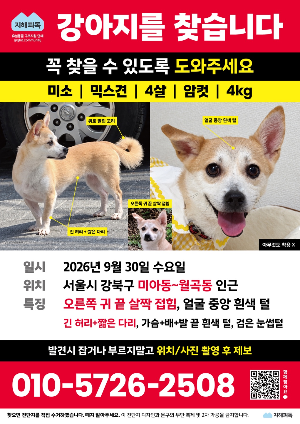 실종 진도견