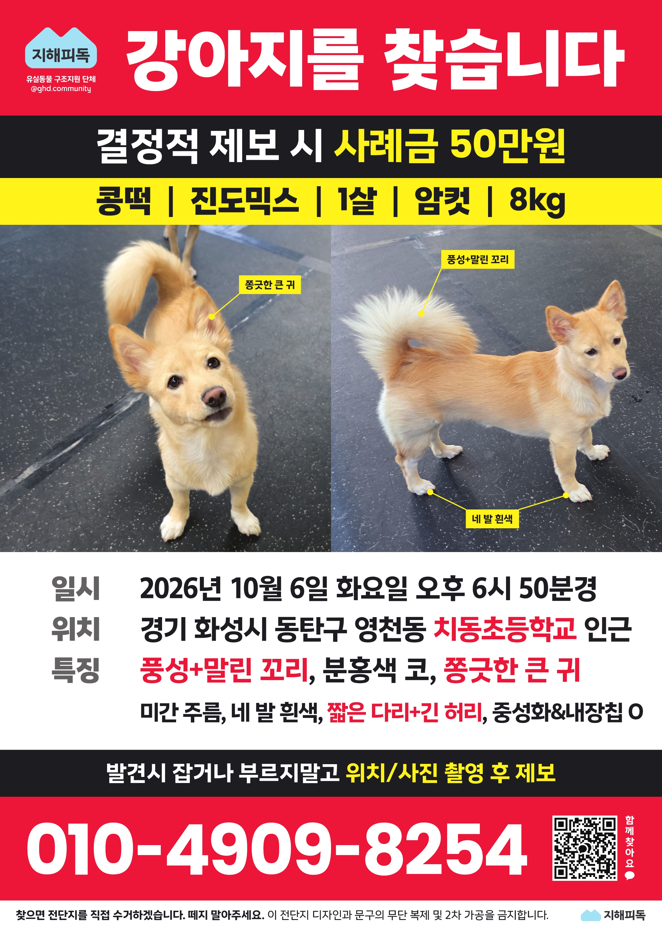 실종 믹스견