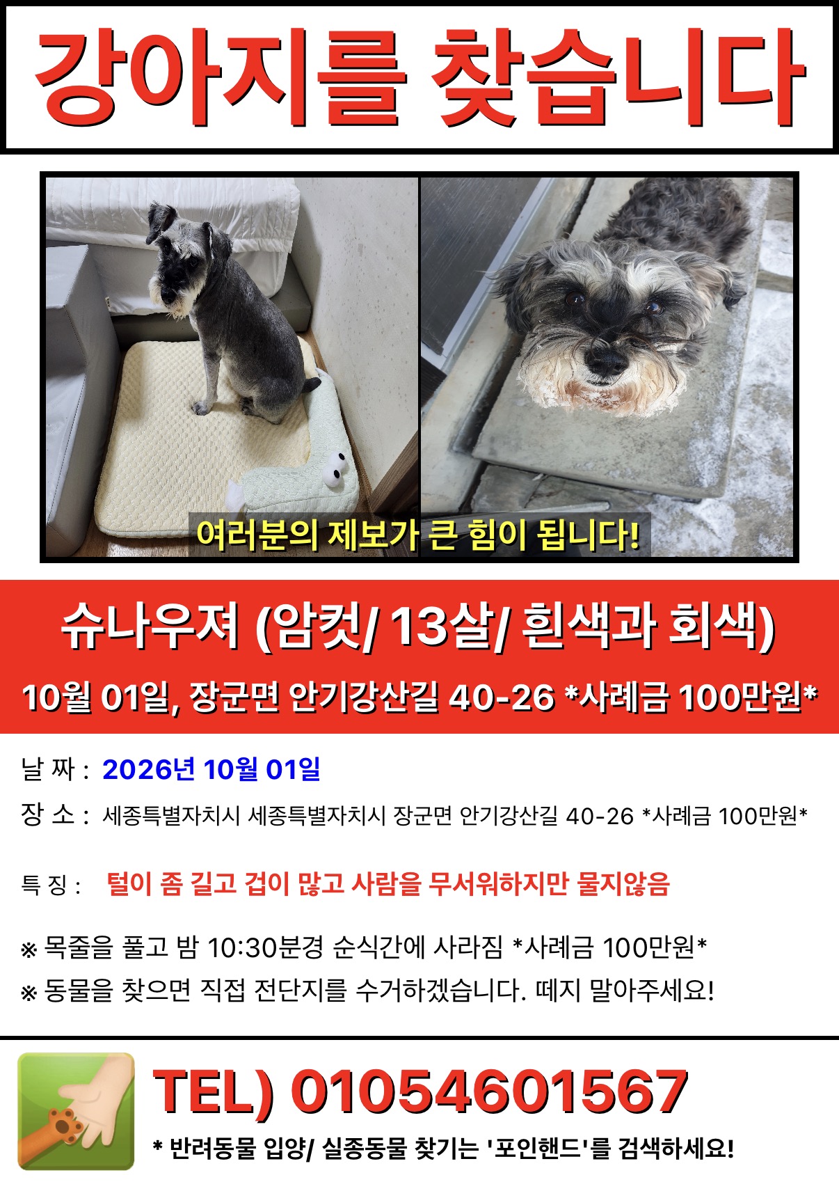 실종 미니어쳐 슈나우저