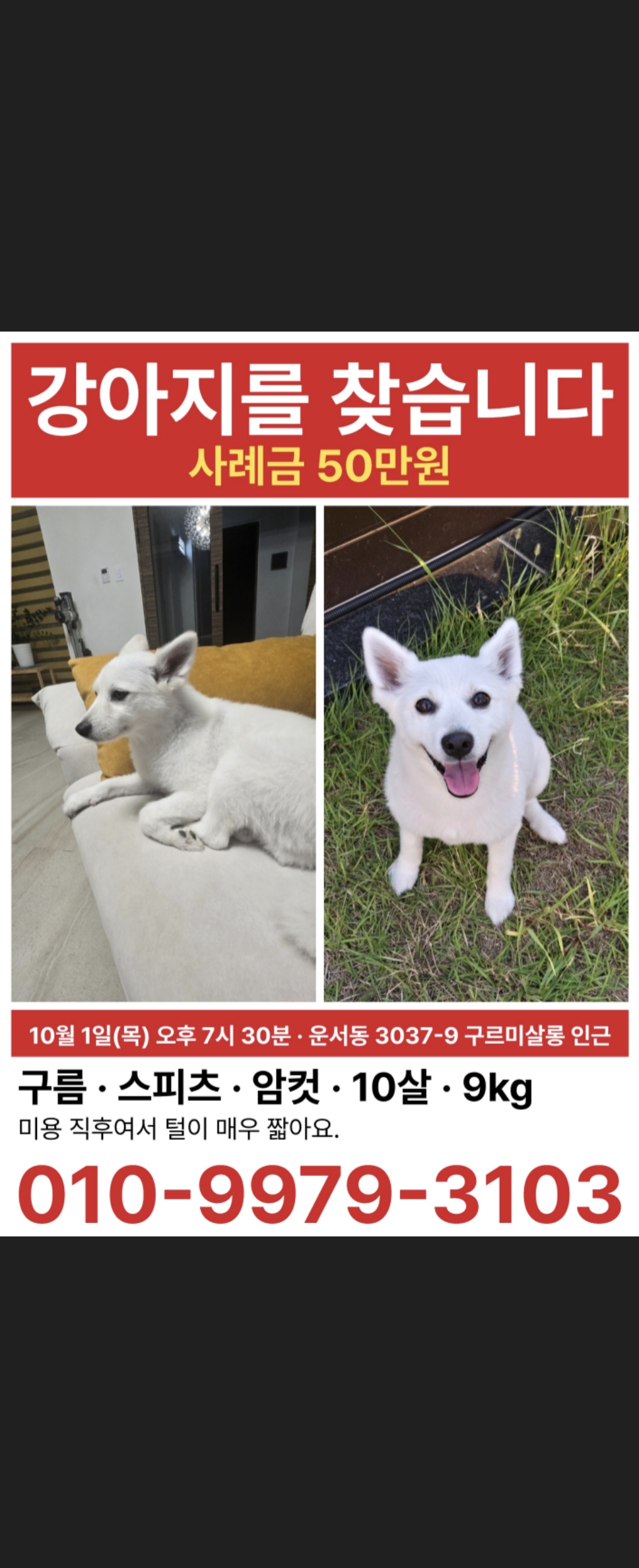 실종 스피츠