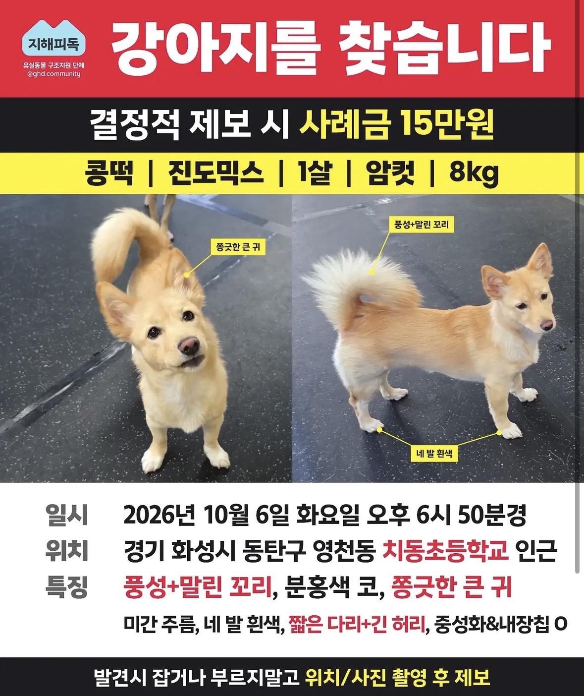 실종 진도견