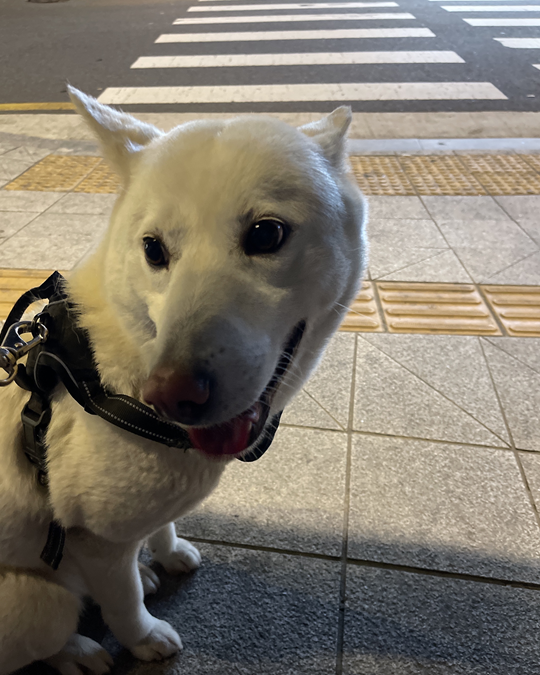 실종 풍산견