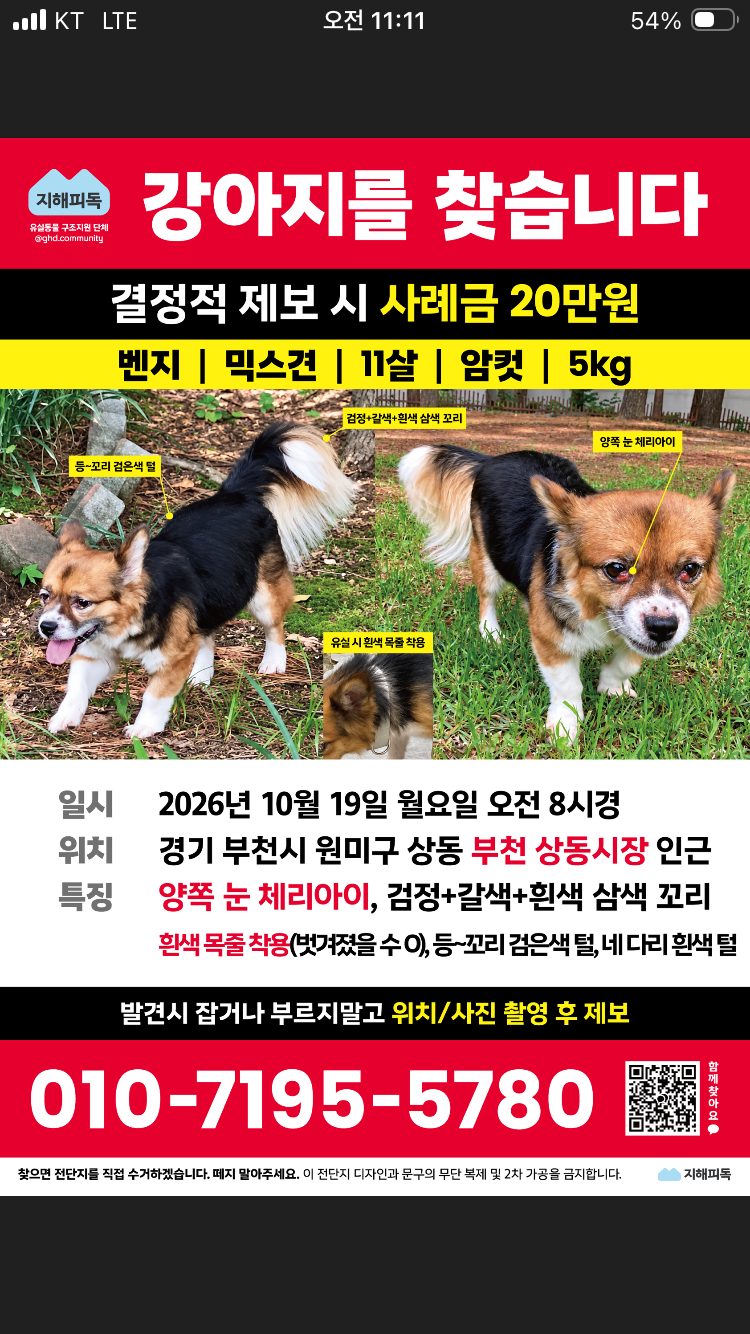 실종 믹스견