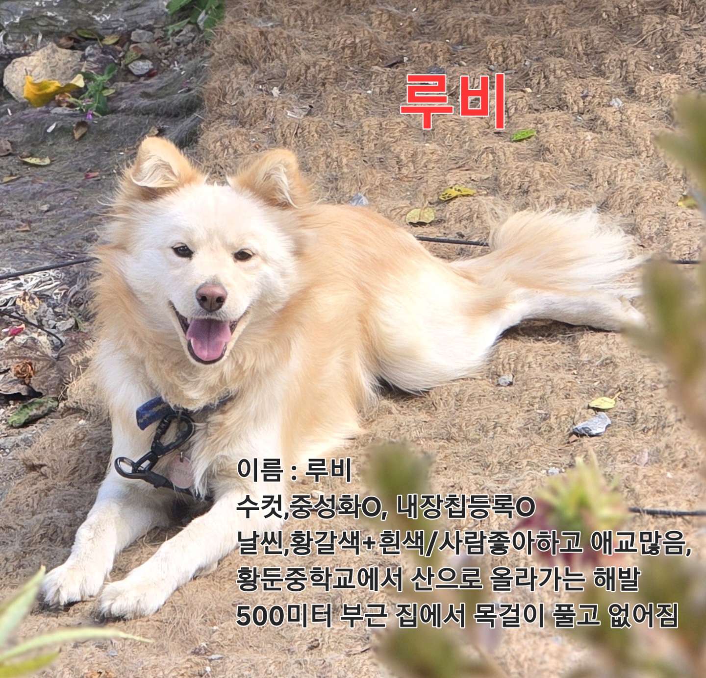 실종 믹스견