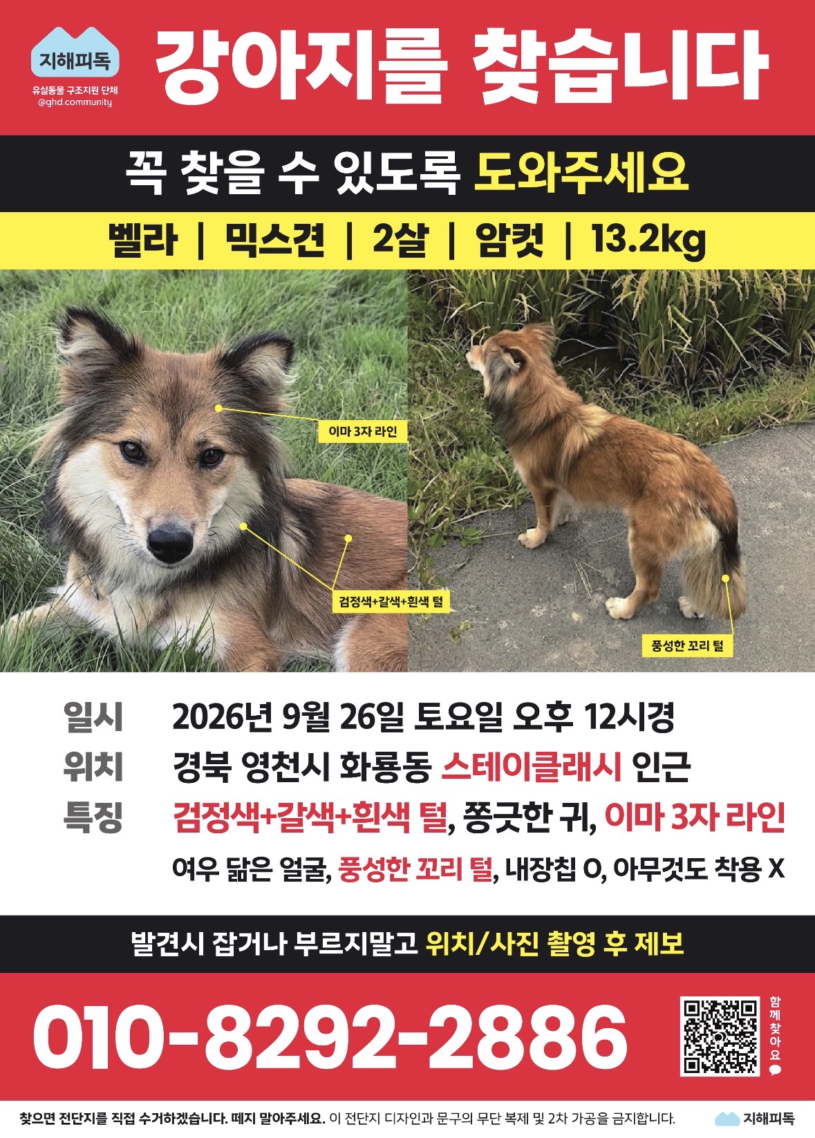 실종 믹스견