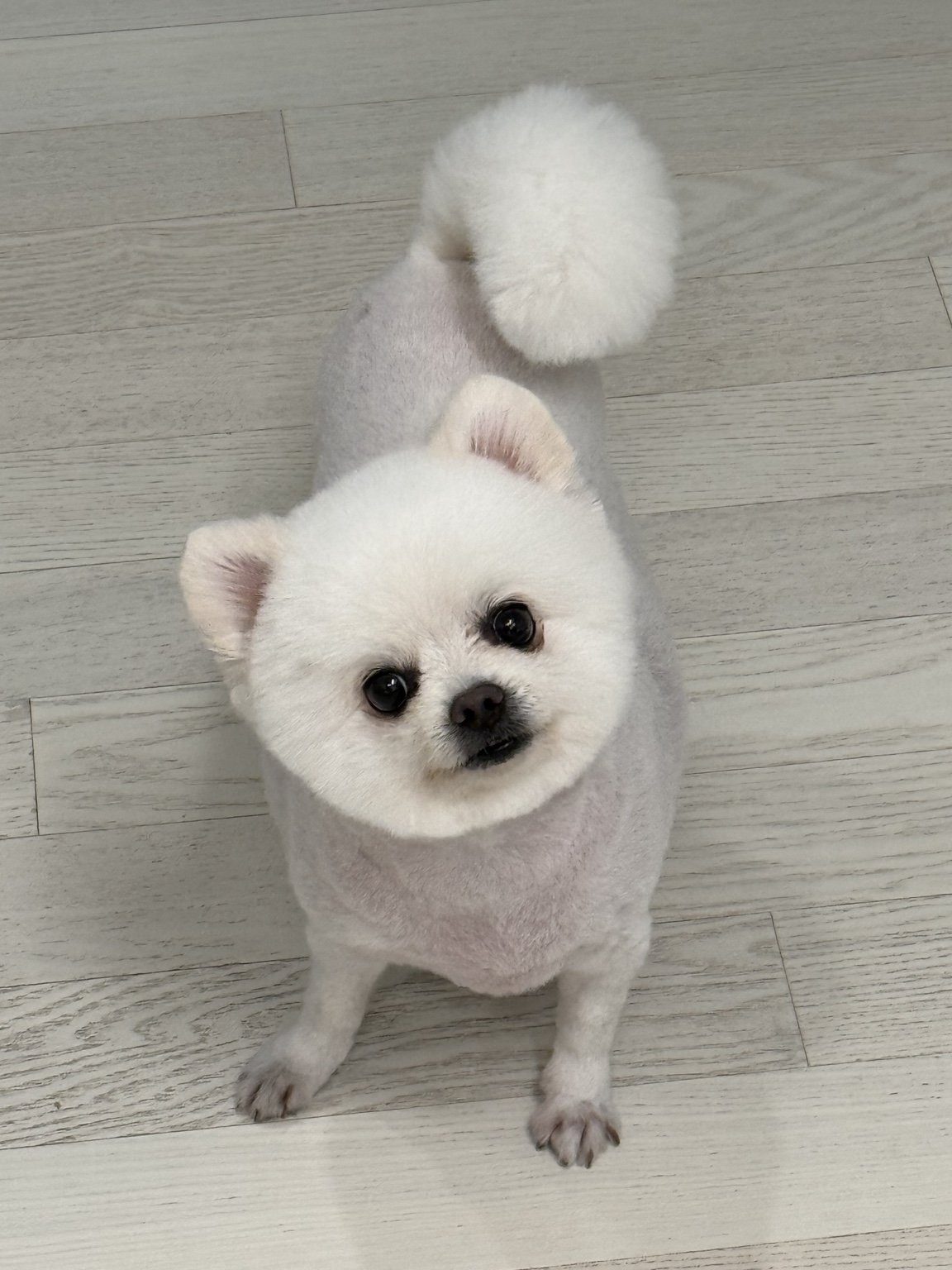 실종 포메라니안