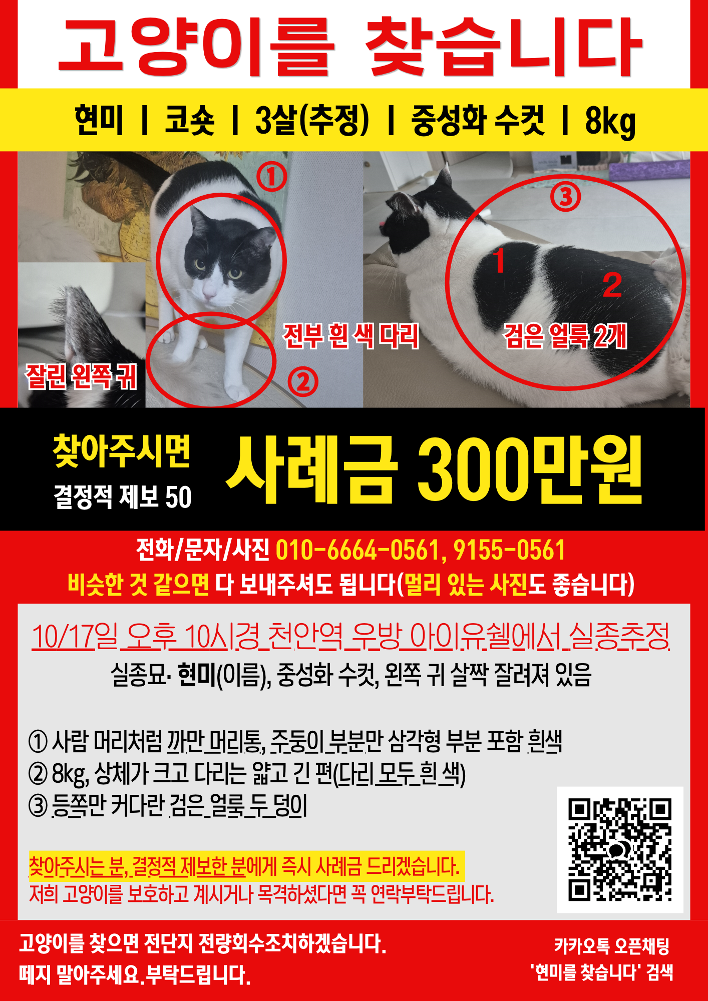 실종 고양이
