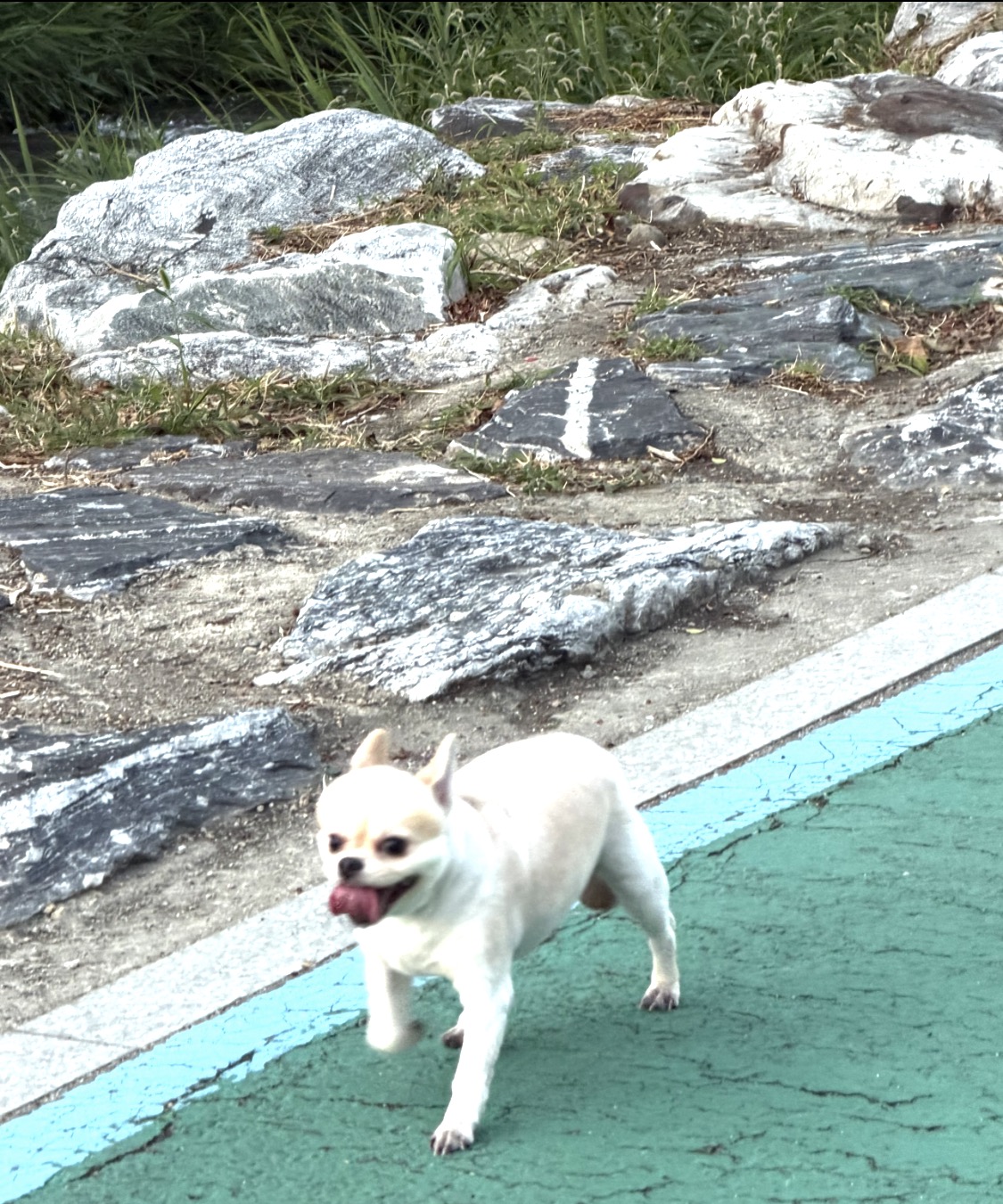 실종 포메라니안
