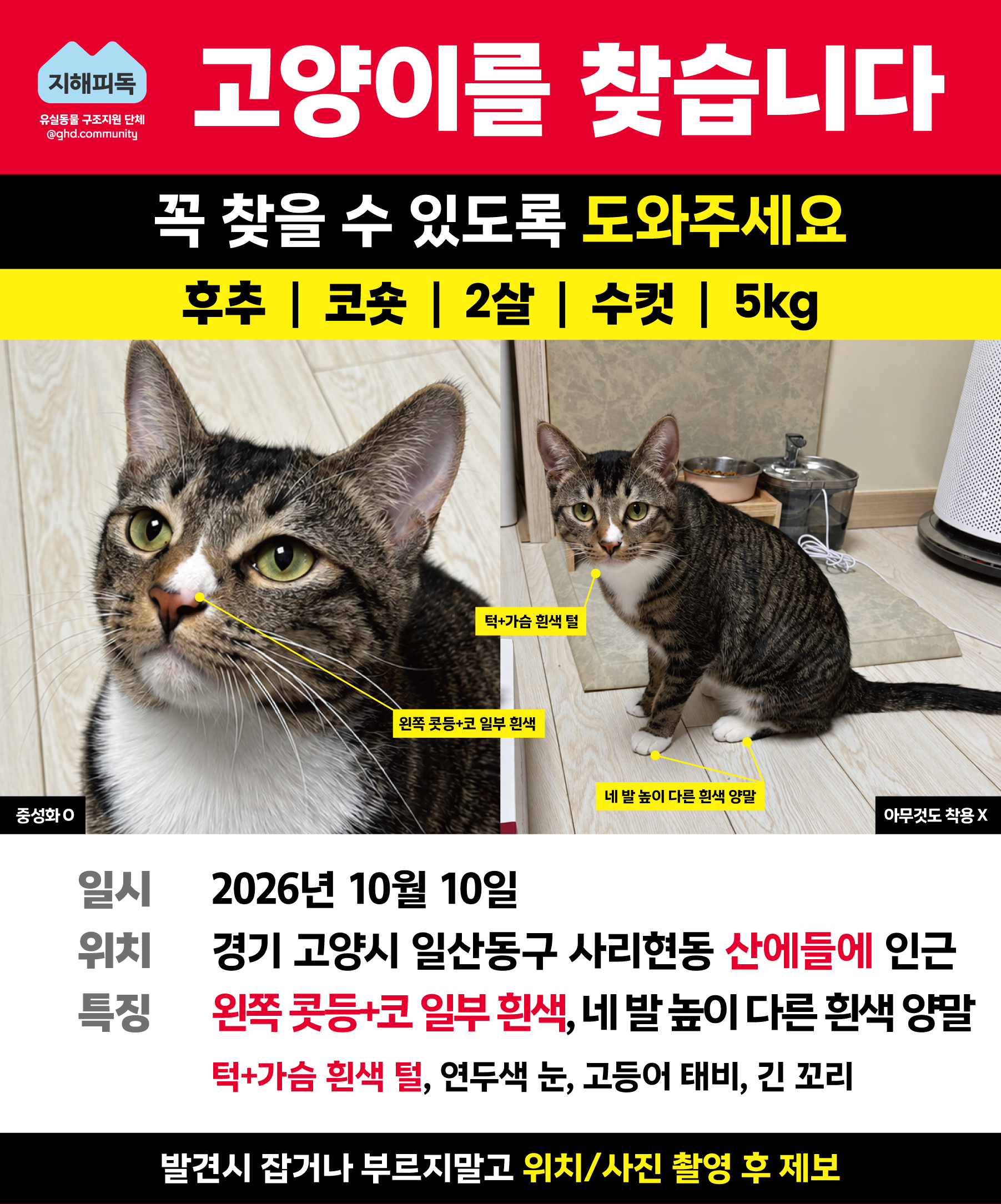 실종 한국 고양이