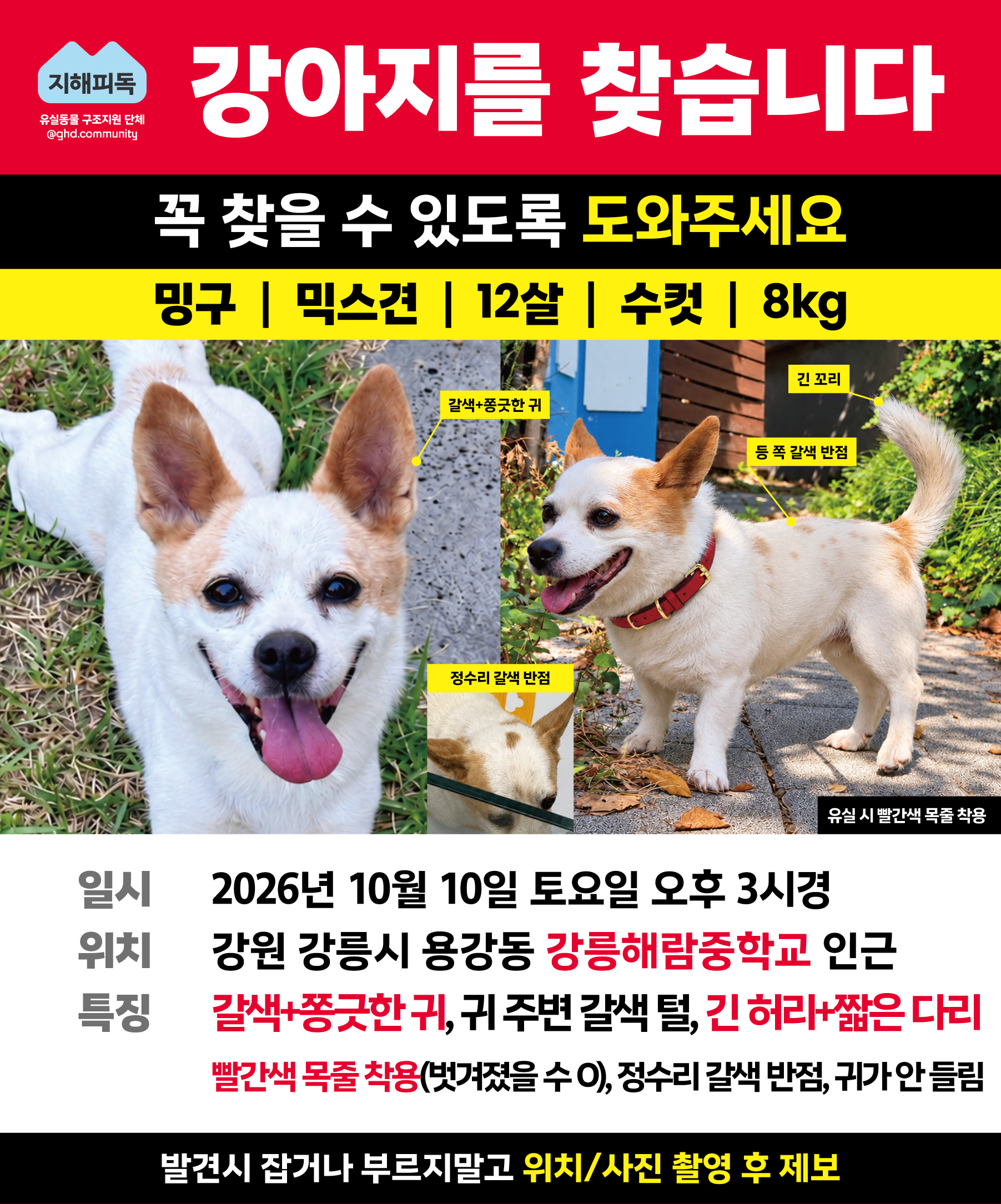 실종 믹스견