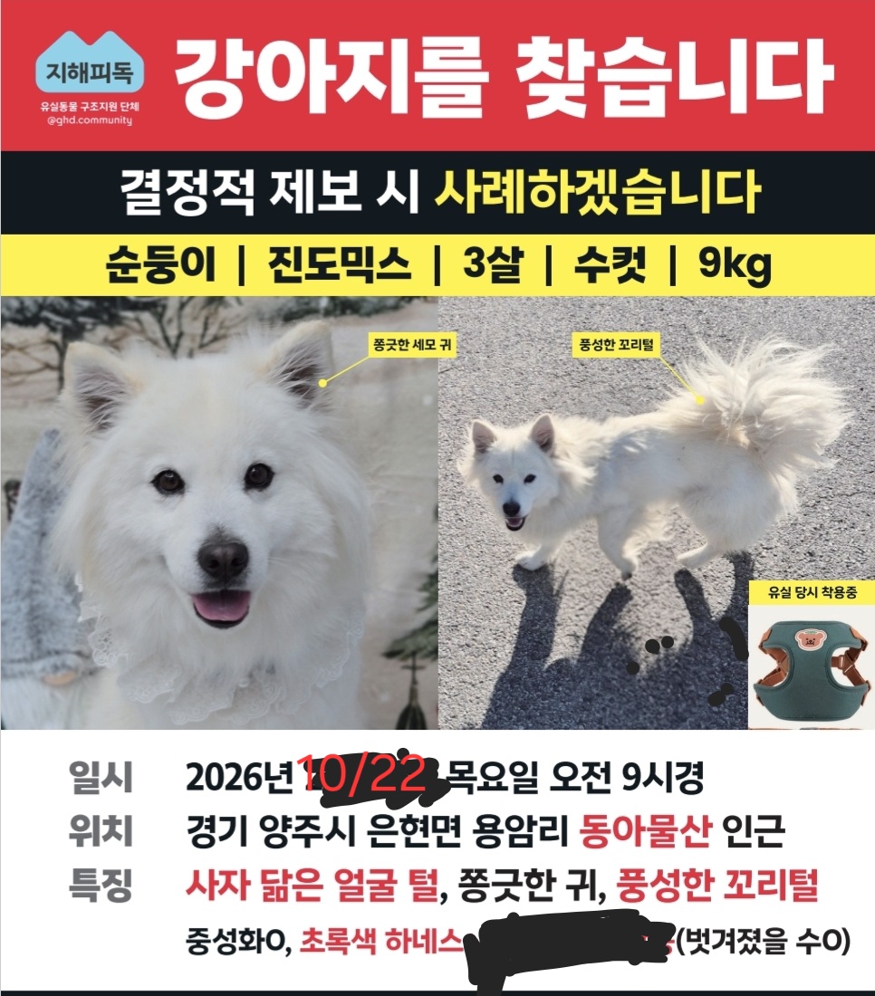 실종 믹스견