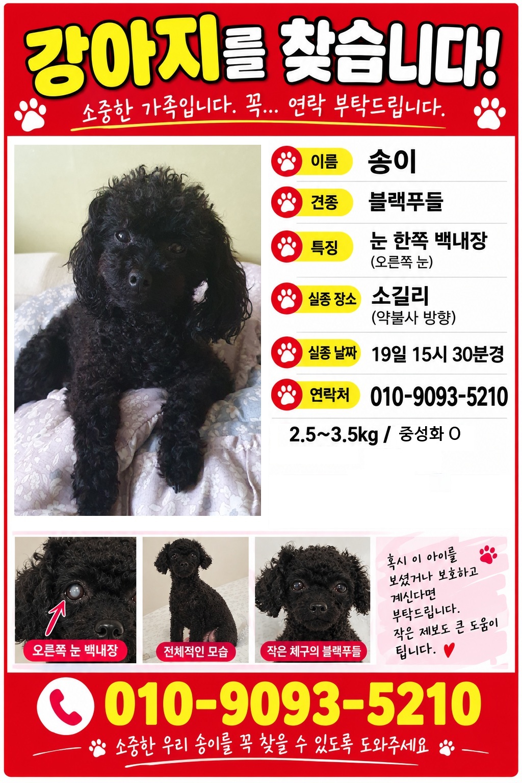실종 토이 푸들