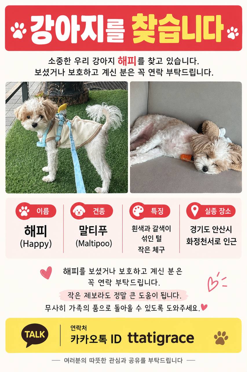 실종 말티즈