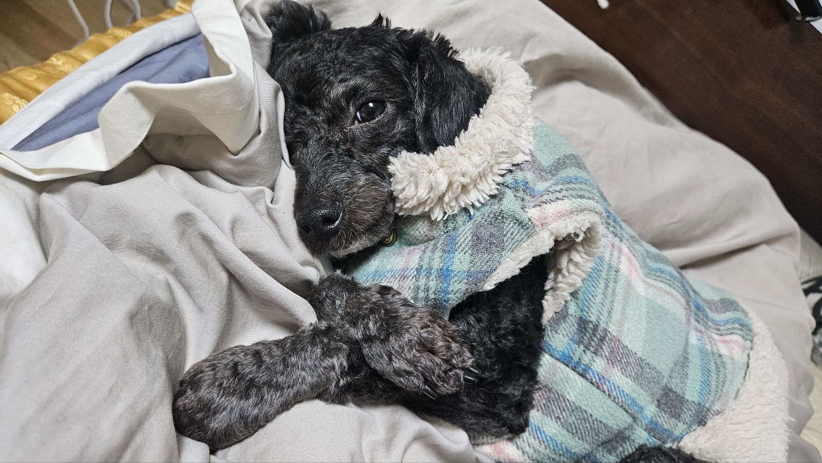 실종 푸들