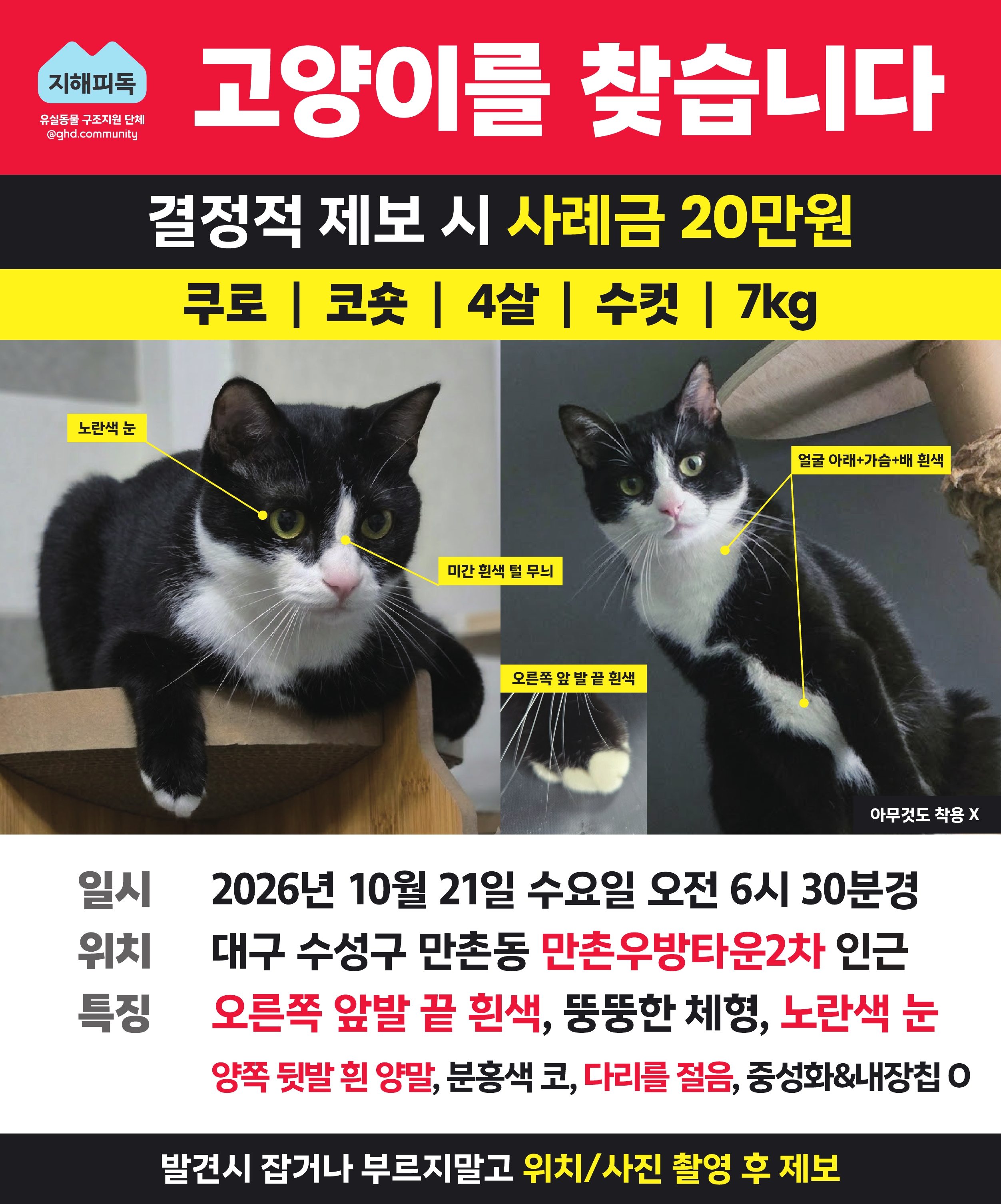 실종 한국 고양이