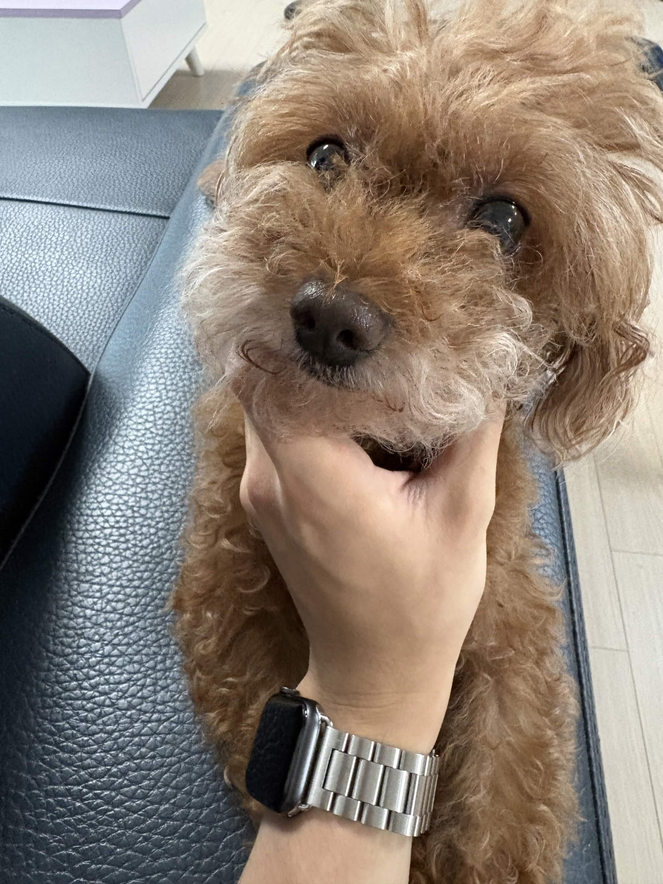 실종 토이 푸들