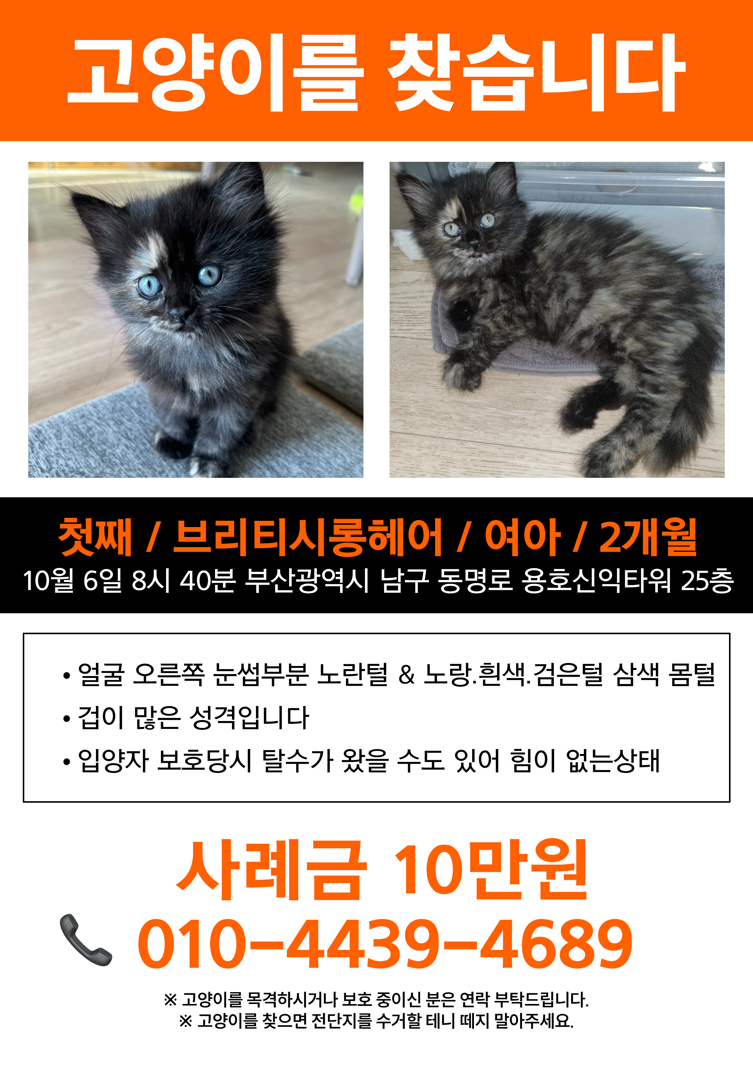 실종 브리티쉬롱헤어